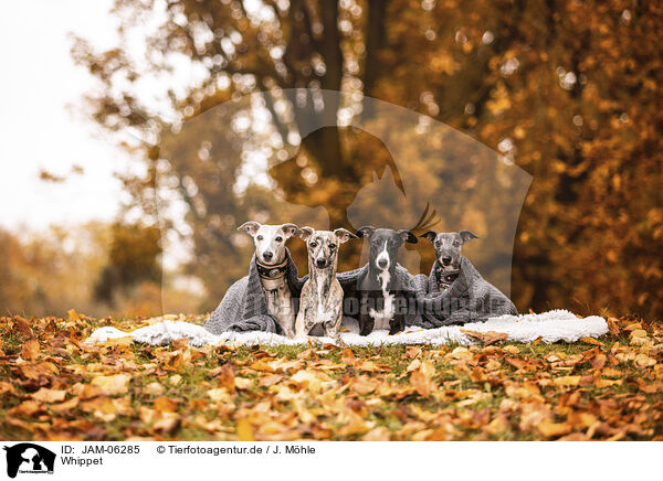 Whippet / Whippet / JAM-06285