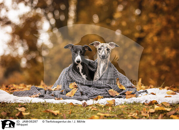Whippet / Whippet / JAM-06287