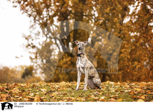 Whippet / Whippet / JAM-06289