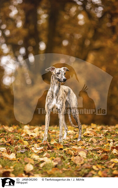 Whippet / Whippet / JAM-06290
