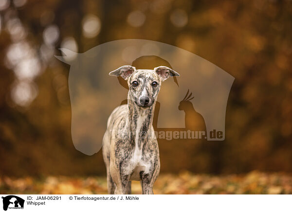 Whippet / Whippet / JAM-06291