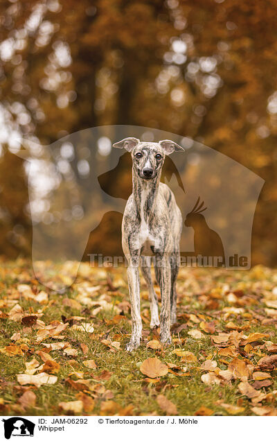 Whippet / Whippet / JAM-06292
