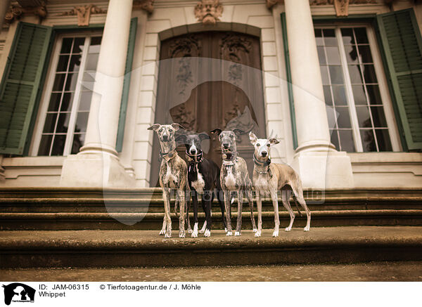 Whippet / Whippet / JAM-06315