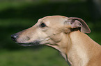 Whippet im Profil