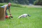 Whippets beim Coursing