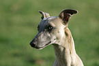 Whippet Portrait