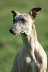 Whippet Portrait
