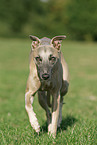 laufender Whippet
