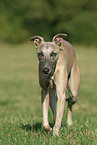 laufender Whippet