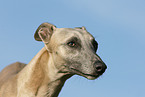 Whippet Portrait