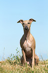 sitzender Whippet