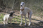 Whippet und Mops
