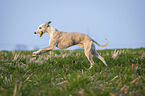 rennender Whippet