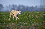 rennender Whippet