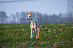 stehender Whippet