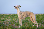 stehender Whippet