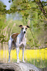 stehender Whippet