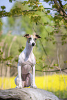 sitzender Whippet