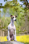 sitzender Whippet