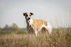 stehender Whippet