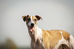 Whippet Portrait