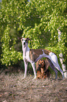 Whippet und Dackel