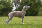 stehender Whippet