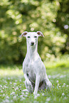 sitzender Whippet