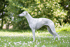 stehender Whippet