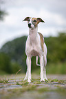 stehender Whippet