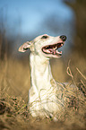 liegender Whippet
