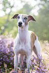 stehender Whippet