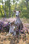 Whippets in der Heide