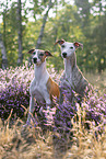 Whippets in der Heide