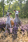 Whippets in der Heide