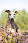 stehender Whippet