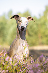 Whippet Portrait