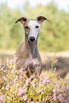 Whippet Portrait