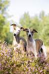 Whippets in der Heide