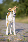 stehender Whippet