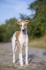 stehender Whippet