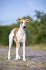 stehender Whippet