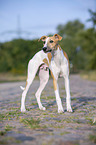 stehender Whippet