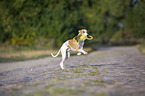 rennender Whippet