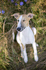 sitzender Whippet