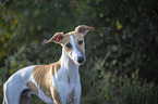 Whippet