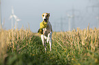 rennender Whippet