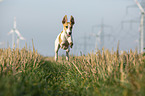 rennender Whippet