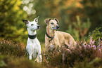 2 Whippets