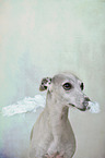 Whippet Portrait